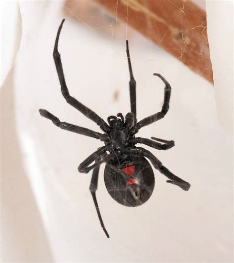 Black Widow Spider Facts | Live Science