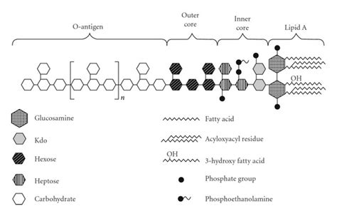 The structure of bacterial endotoxin. | Download Scientific Diagram