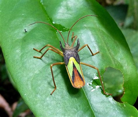 A nymph of Euagona sp. (diana?). (Hemiptera: Heteroptera: … | Flickr