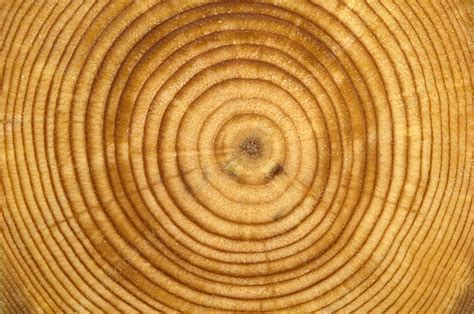 Tree growth rings - Stock Image - F031/4994 - Science Photo Library