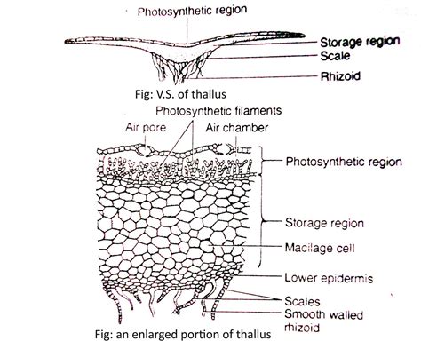 Diagram Of Liverwort : Non-Vascular Plants - Definition and ...