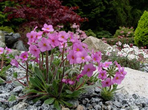 Alpine Plants in the Garden Photos