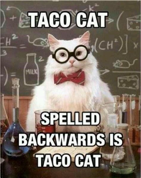 Taco CAT!!!! | CATS! | Pinterest | Taco cat and Meme