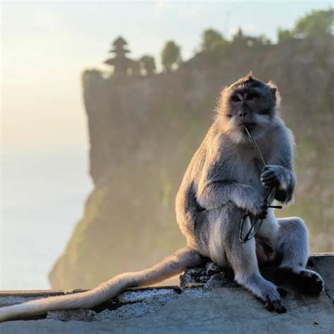 Bali Researchers And Tourism Leaders Collaborate To Manage Uluwatu’s Monkeys - The Bali Sun