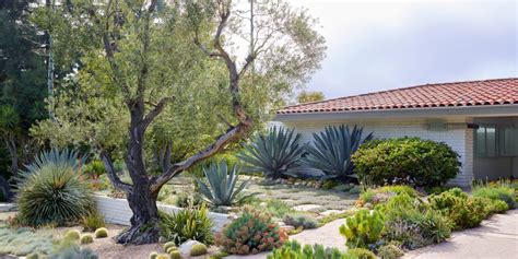 Landscape Plants For California Gardens | Fasci Garden