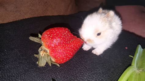 Baby rabbit eating a strawberry - YouTube