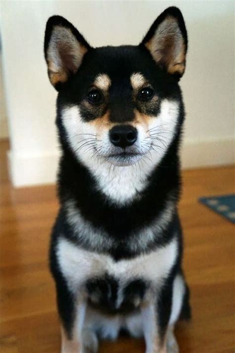 Black and Tan Shiba Inu. Learn all about the Shiba Inu breed at www.myfirstshiba.com | Cute and ...