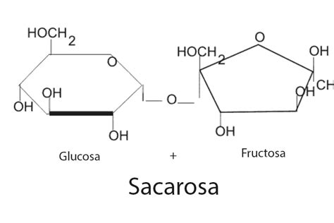 ¿Qué diferencia monosacárido y disacárido? - Curiosoando