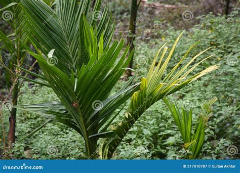 Arecanut Cultivation Betel Nut . Stock Image - Image of fruit, chewing ...