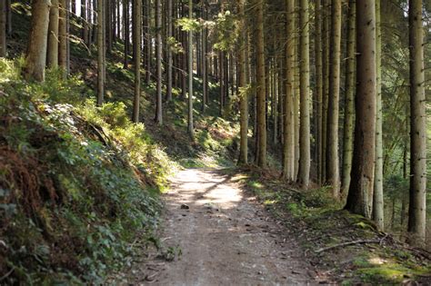 Free Images : tree, nature, path, wilderness, hiking, trail, travel, europe, spring, jungle ...