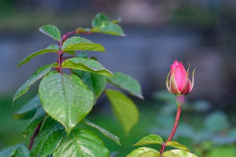 Premium Photo | Rosebud on the rosebush with leaves