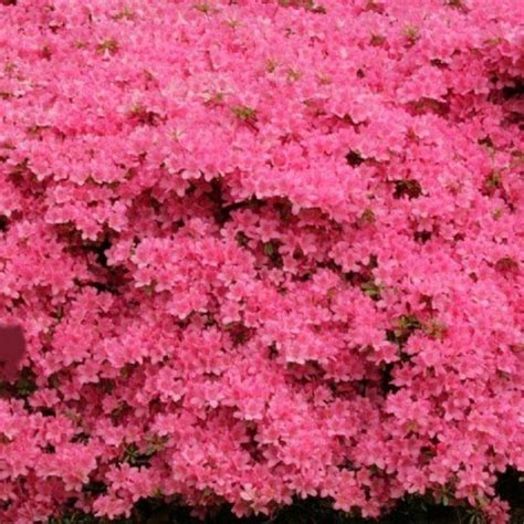 Azalea japonica 'Blue Danube' - Evergreen Japanese Azalea - Pack of THREE Plants