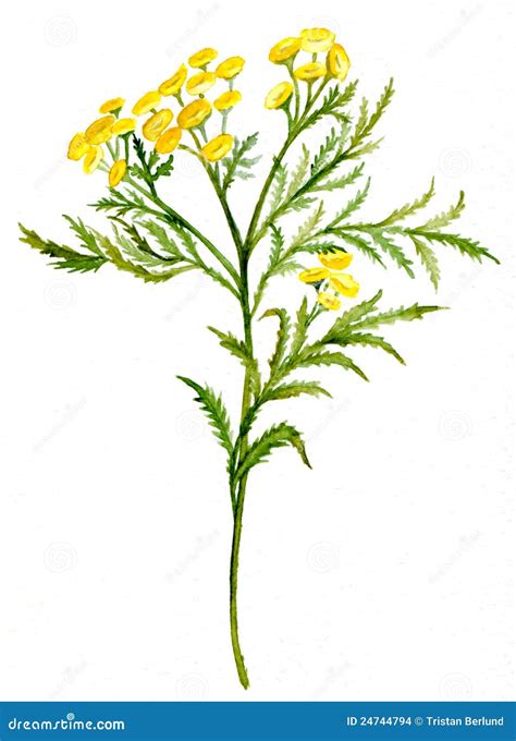 Tansy stock photo. Image of natural, herbs, herb, traditional - 24744794