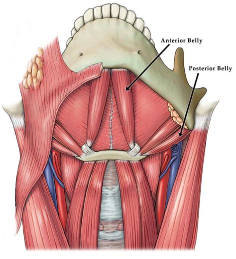 Medical Illustration