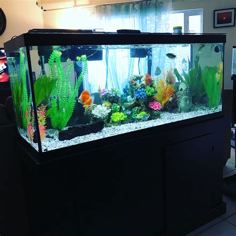 Pin by Ivan Jerak on everything aquarium | 75 gallon aquarium, Aquarium, Plants