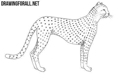 How To Draw A Cheetah Easy at Drawing Tutorials