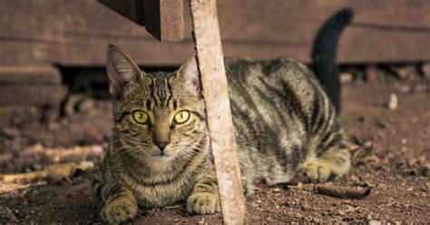 DIY Cat Deterrent Spray to Keep Cats Out of Your Yard