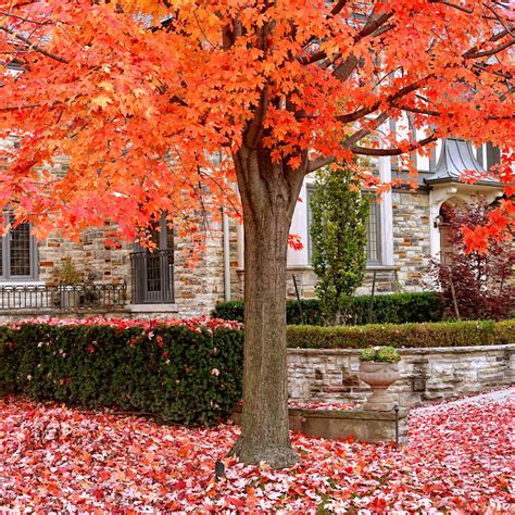 Sugar Maple Trees for Sale – The Classic Fall Tree - PlantingTree