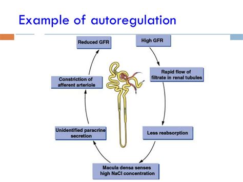 PPT - Regulation of GFR PowerPoint Presentation, free download - ID:9174817