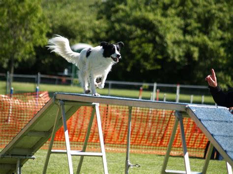 Agility – Gem City Dog Obedience Club