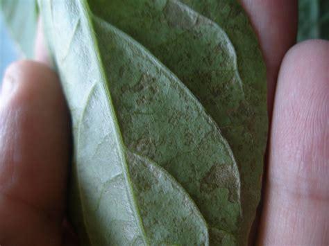 diagnosis - What are these shallow markings on my chili leaves ...