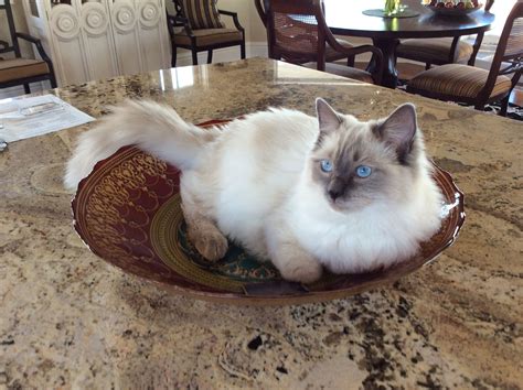 Meet Babe, one of our beautiful blue point ragdoll kittens from our first litter! Two new ...