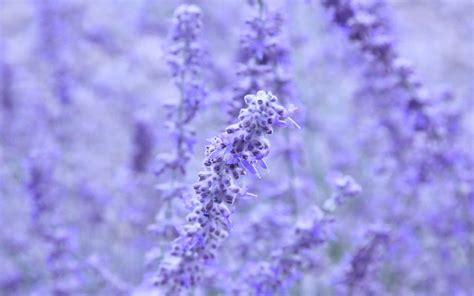 [200+] Lavender Aesthetic Backgrounds | Wallpapers.com