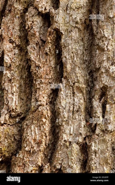 Oak Tree bark Stock Photo - Alamy