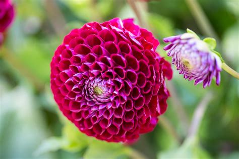 Eight Red Dahlias to Grow - gardenersworld.com