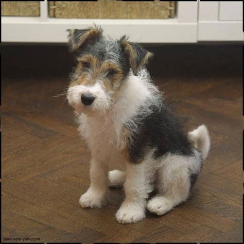 Wire Fox Terrier Puppies Photos | Petzlover