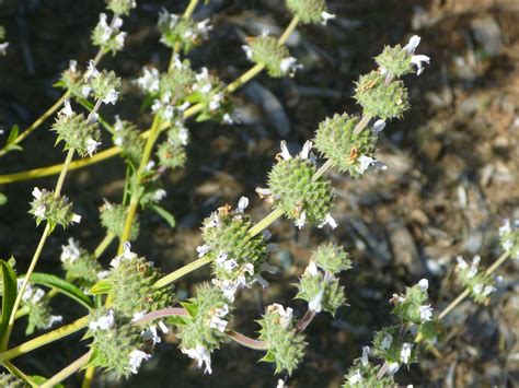 Black Sage (Salvia mellifera), mint family Salvia, Plant Life, Open ...