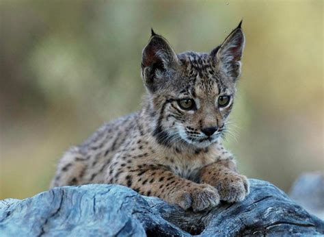 The Iberian lynx is thriving in Andalucía | Nerja Today