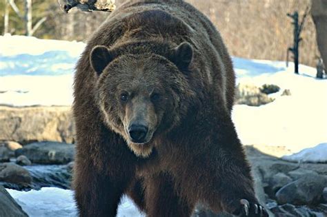 Minnesota Zoo Wild Animals Photos, Brown Bear, Minnesota, Zoo