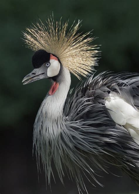 Crested crane stock image. Image of gold, gray, avian - 33476669