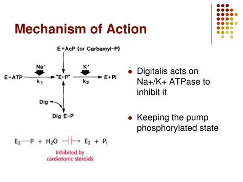 PPT - Cardiac Glycosides PowerPoint Presentation, free download - ID:2770395