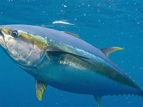 The Ultimate Guide: How to Catch Yellowfin Tuna Like a Pro – No Patience Sport Fishing