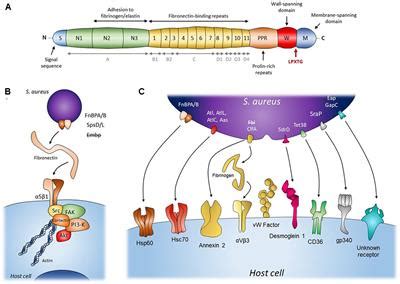 Frontiers | Staphylococcal Adhesion and Host Cell Invasion: Fibronectin ...