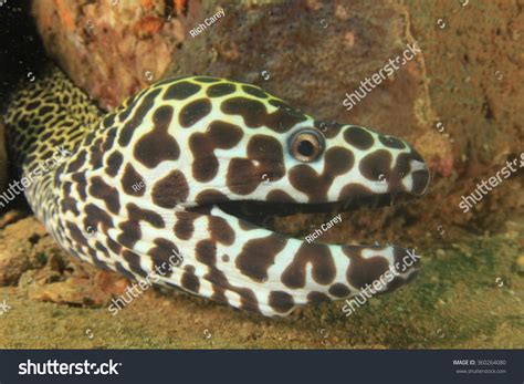 Honeycomb Moray Eel Face Portrait Teeth Stock Photo 360264080 | Shutterstock