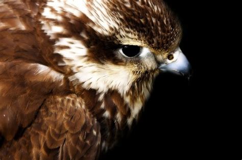 Free Images : animal, fly, beak, flight, italy, tuscany, yellow, fauna, raptor, claw, bird of ...