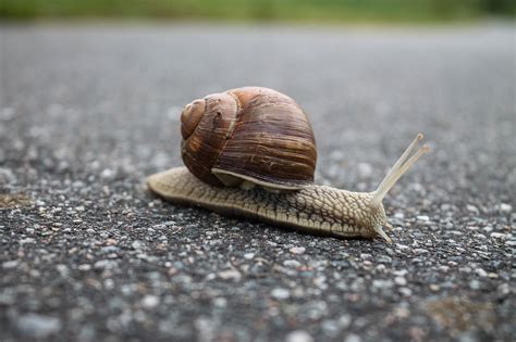 Snail Slow Shell - Free photo on Pixabay