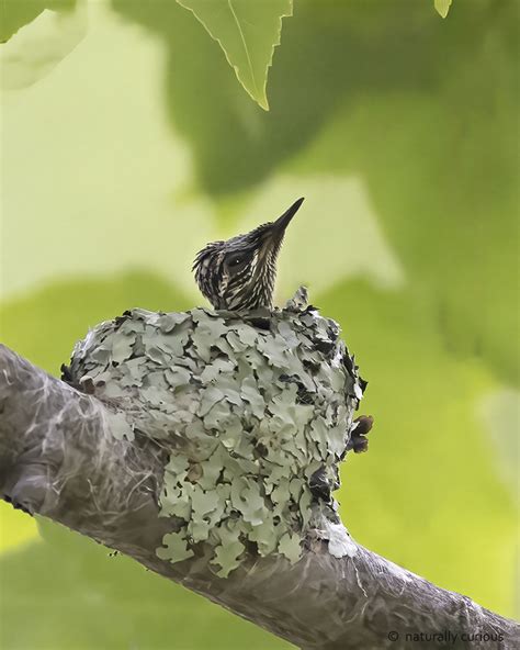 Hummingbird Eggs Hatching