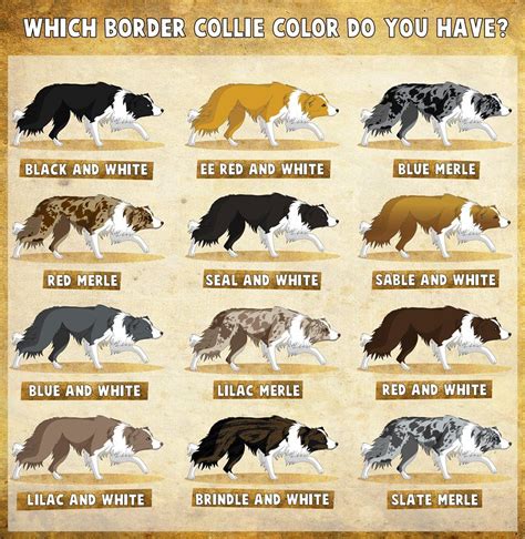 Border collie colors, Blue merle, Border collie