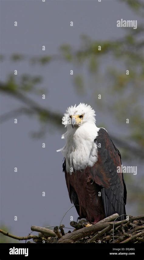 Bald eagle nesting ground hi-res stock photography and images - Alamy