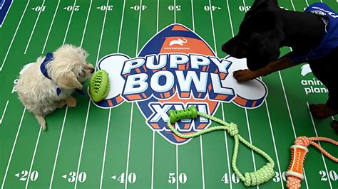 Puppy Bowl 2023: All the best reactions to the record-breaking game | Mashable