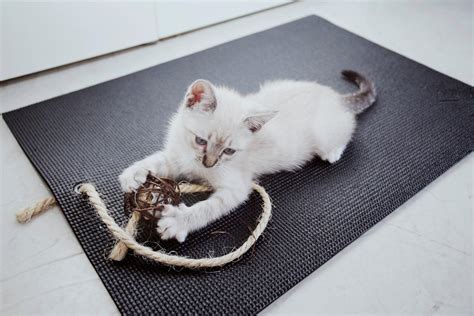 FelineYogi + Black Yoga Cat Mat Gift Set