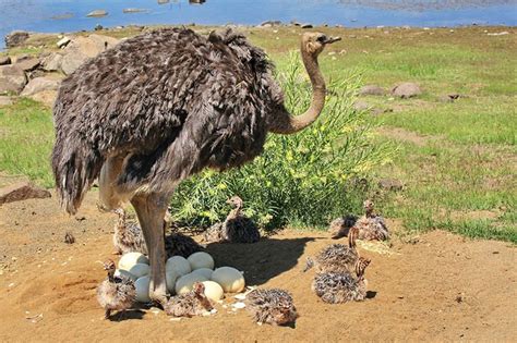 The Common Ostrich (Struthio camelus) - A Record Bird