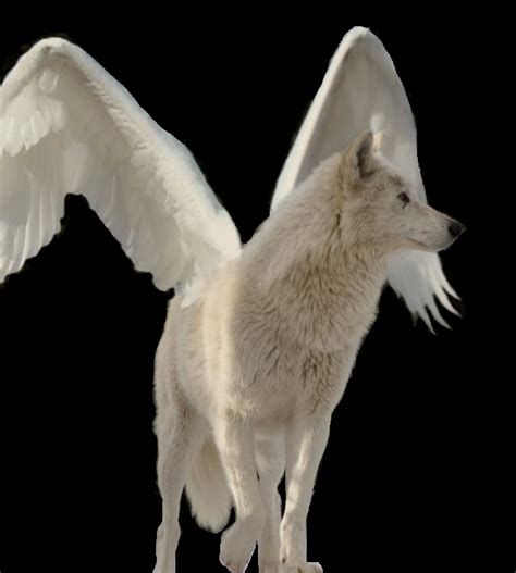 Fanpop - Temeraire200's Photo: The White winged wolf