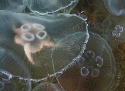 Jellyfish. In Black sea. Aurelia aurita or moon jelly. Scyphozoa medusae underwa #Sponsored , # ...