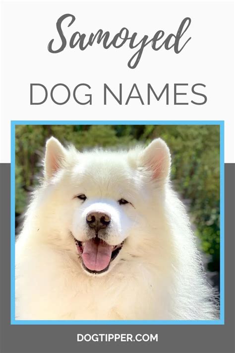 Samoyed Names for Your Smiling Pup