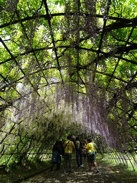 Japan's Wisteria Gardens are Breatakingly Beautiful